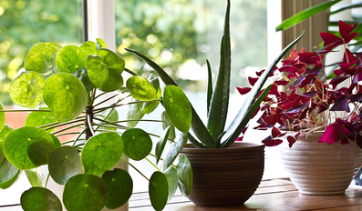 How to Take Care of your House Plants